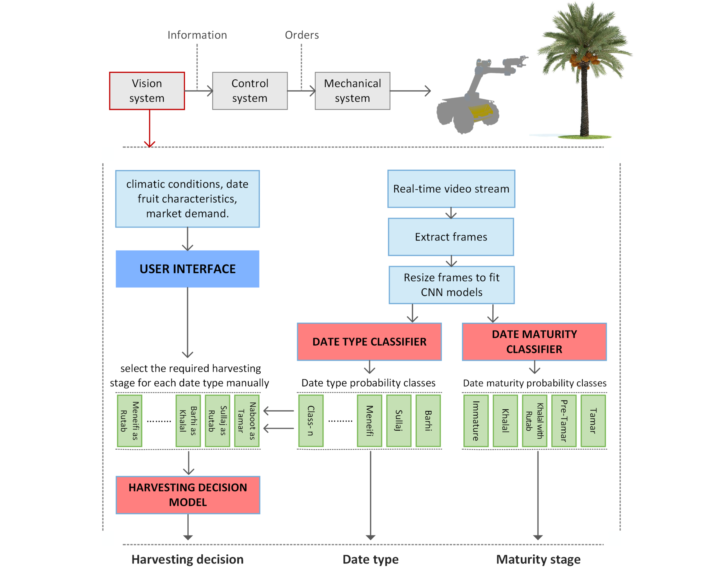 Date Fruit Classification for Robotic Harvesting